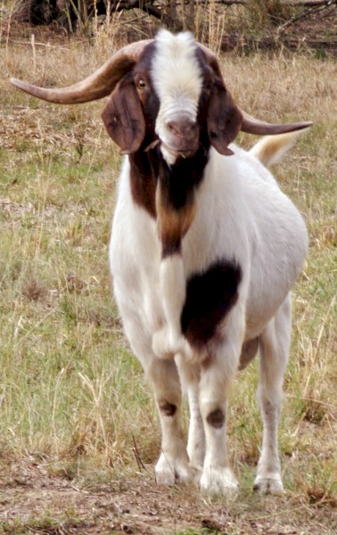 Boer Goats