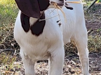 Boer Goats