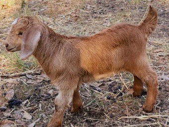 Boer Goats