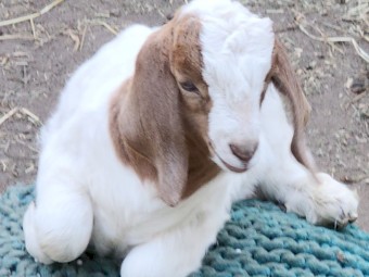 Boer Goats