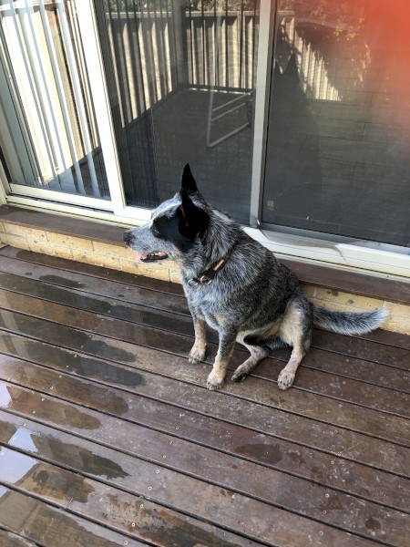 Australian cattle dog male -FREE