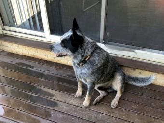Australian cattle dog male -FREE