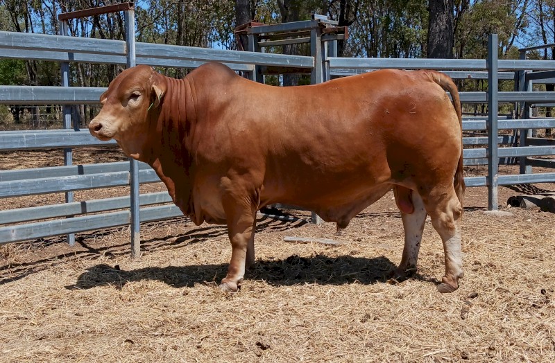 28 month old registered bull
