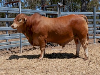 28 month old registered bull