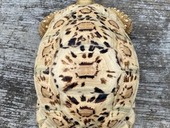 Leopard tortoise