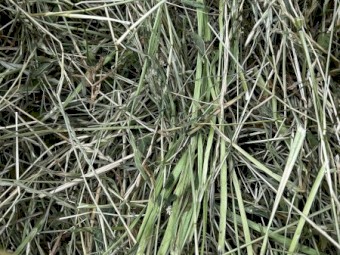 Hay for sale
