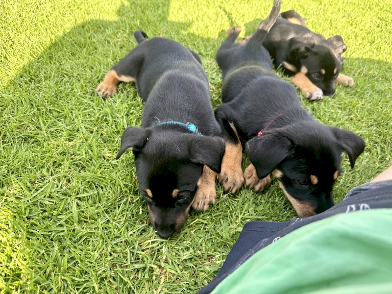 Working kelpie pups