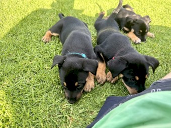 Working kelpie pups