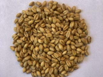 WANTED 300kg Uncoated Hulled Barley (Quantity negotiable)