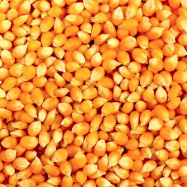 WANTED 300kg Uncoated Corn Seed (Quantity negotiable)