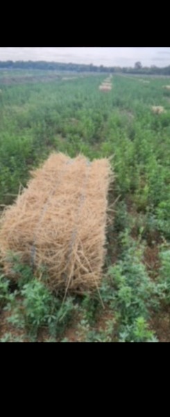 1000 x Lucerne Hay Small Squares