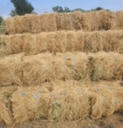 1000 x Lucerne Hay Small Squares