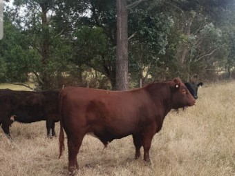Heifer Bull
