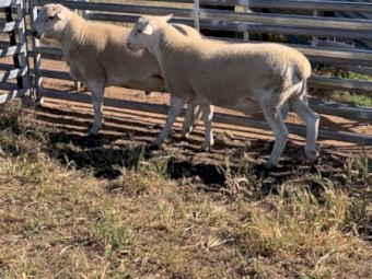 Australian White Rams 2023 drop