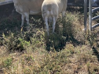 Australian White Rams 2023 drop