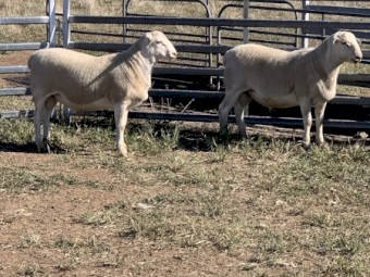 Australian White Rams 2023 drop