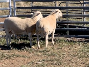 Australian White Rams 2023 drop