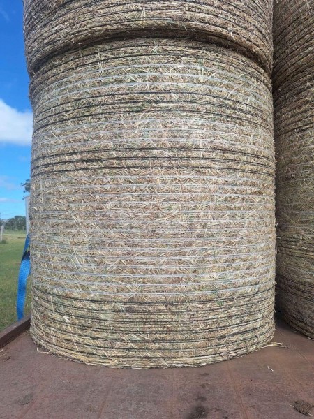 Rhodes Grass Hay 4x4 Round Bales | Farm Tender