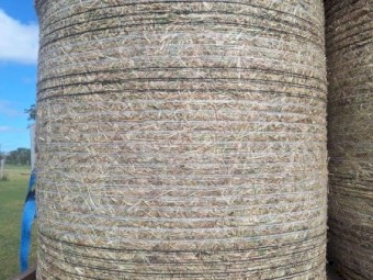 Rhodes Grass Hay 4x4 Round Bales
