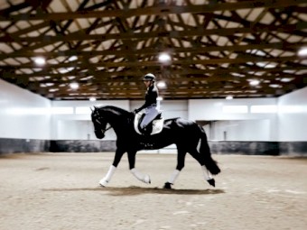 Luck, Fancy, Smooth, Friesian Gelding Gentle & Safe for Anyone