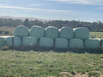 Pasture Silage (Rye and Clover)