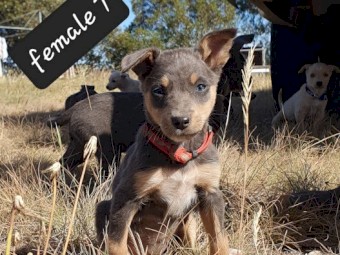 Kelpie Pups