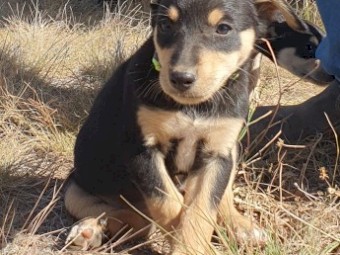 Kelpie Pups