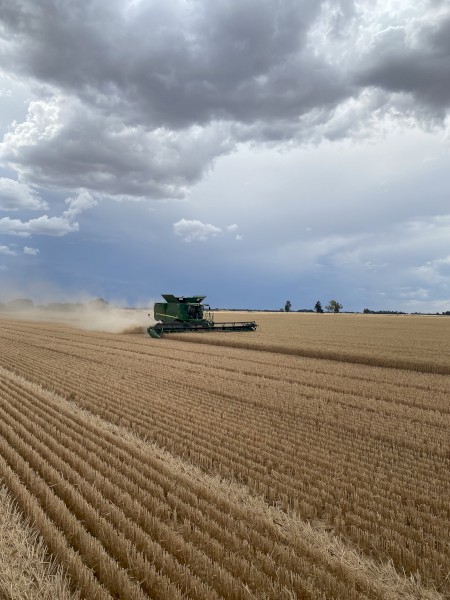 Illabo Grazing wheat Seed