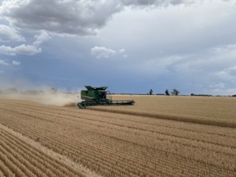Illabo Grazing wheat Seed