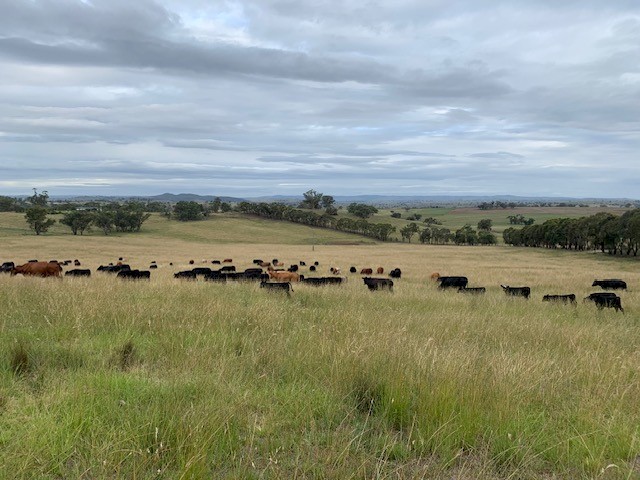 WANTED Long Term Agistment or Lease for up to 400 head of Cattle