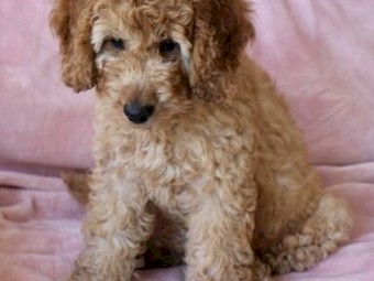 Gorgeous Spoodle puppies - Ready Now - Fully Vaccinated