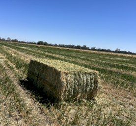 250mt Oaten Hay 8x4x3 Bales