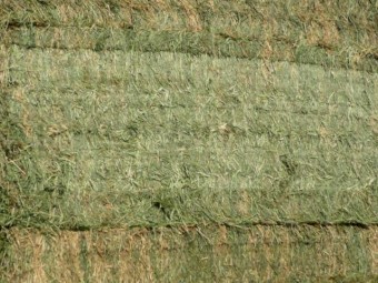 New Season Lucerne Hay Bales