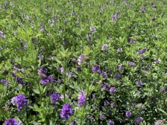 New Season Lucerne Hay Bales