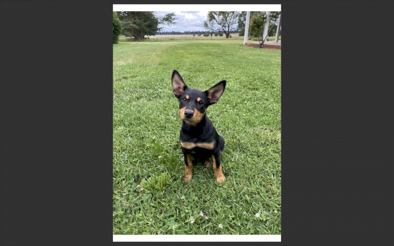 1 Kelpie pup for Sale