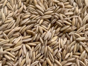 Yallara Oats