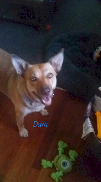 Excellent working blood pups