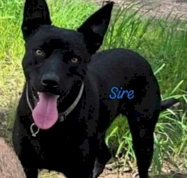 Excellent working blood pups