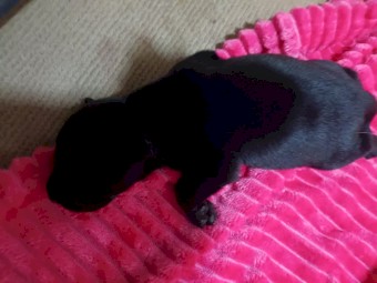 Excellent working blood pups