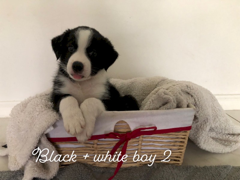 Pure Border collie pups 