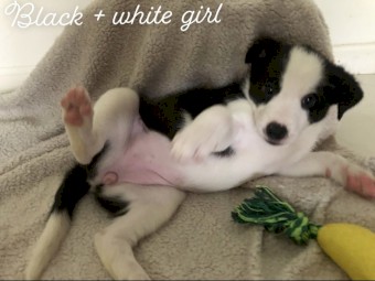 Pure Border collie pups 