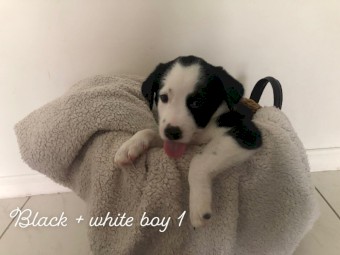 Pure Border collie pups 