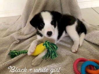 Pure Border collie pups 