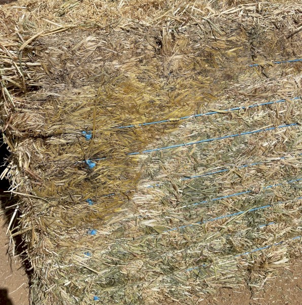 Oaten Hay- Sheded but with some minor water damage to bottoms of bales
