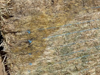 Oaten Hay- Sheded but with some minor water damage to bottoms of bales