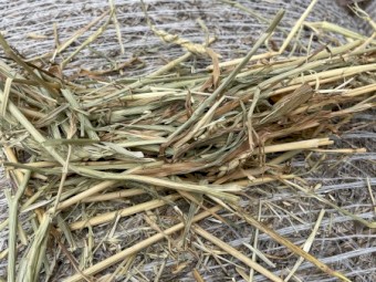 Wheaten Hay