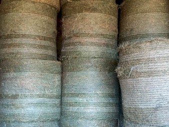 Pasture Round Bales