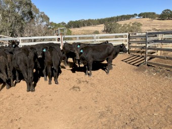 15 angus heifers 17-18 months old