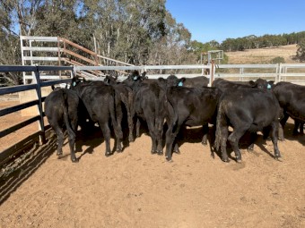 15 angus heifers 17-18 months old