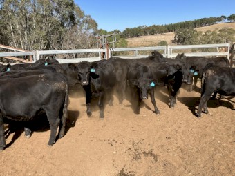 15 angus heifers 17-18 months old